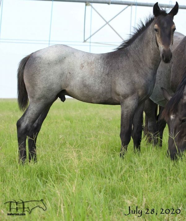 Miss Mucha Blue's 2020 Roan Colt